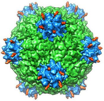 Cowpea mosaic virus New XRay Crystallography Study Confirms Structure of Empty Cowpea