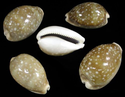 Cowry Cowry shell different sizes patterns and color from around the world