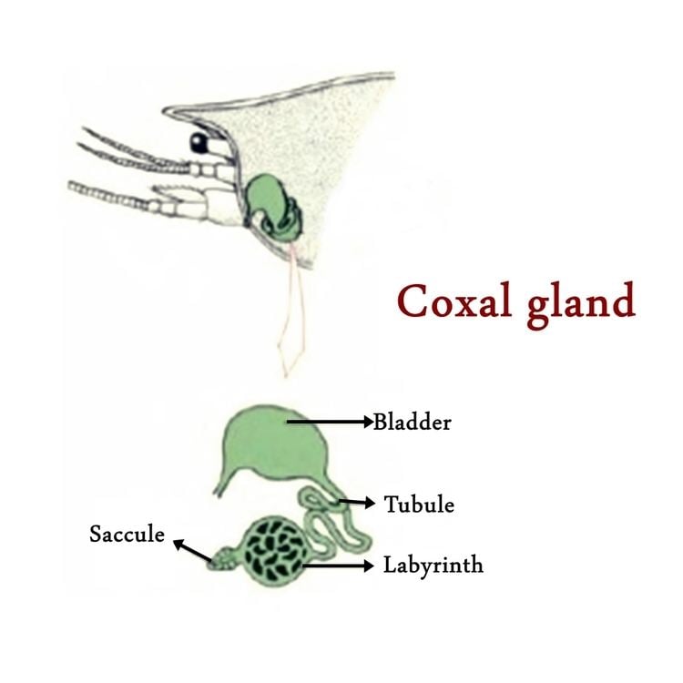 Coxal gland