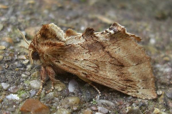 Coxcomb prominent Coxcomb Prominent Moth Ptilodon capucina Moths in an English