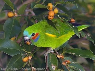 Coxen's fig parrot wwwgraemechapmancomaucatalogueausbirds3274f