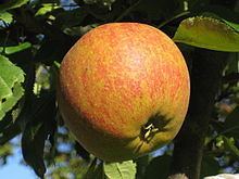 Cox's Orange Pippin httpsuploadwikimediaorgwikipediacommonsthu