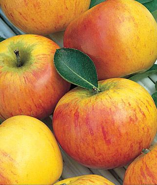 Cox's Orange Pippin Apple Cox39s Orange Pippin Fruit Trees at Burpeecom