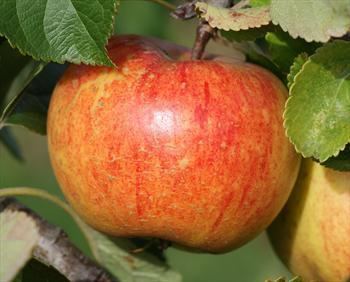 Cox's Orange Pippin Cox39s Orange Pippin apple trees for sale Buy online