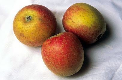 Cox's Orange Pippin Malus domestica 39Cox39s Orange Pippin39 D apple 39Cox39s Orange