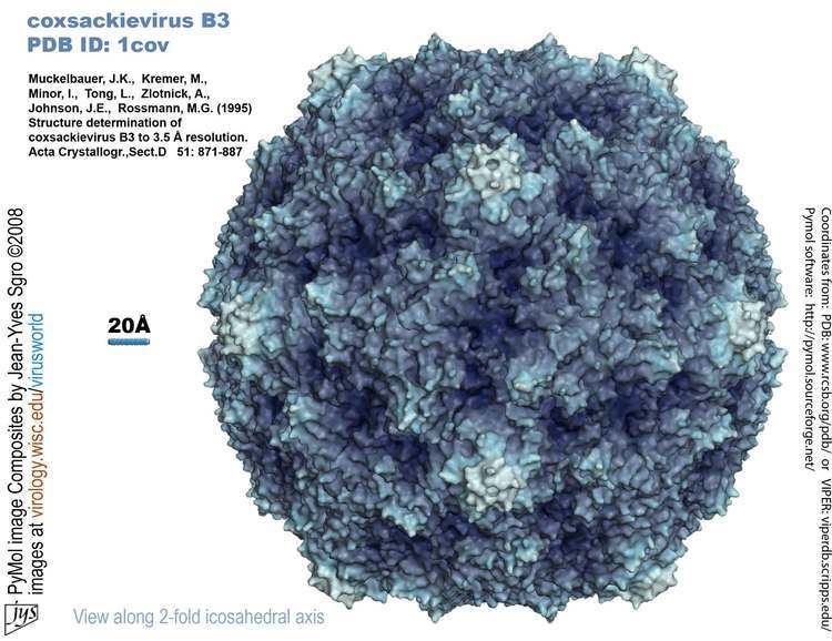 Coxsackievirus wwwvirologywisceduvirusworldimagescb3blued