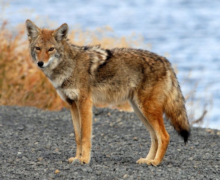 Coyote Coyote Information