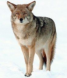 Coyote httpsuploadwikimediaorgwikipediacommonsthu