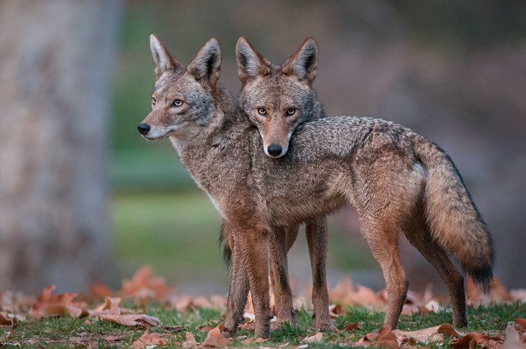 Coyote How the Most Hated Animal in America Outwitted Us All