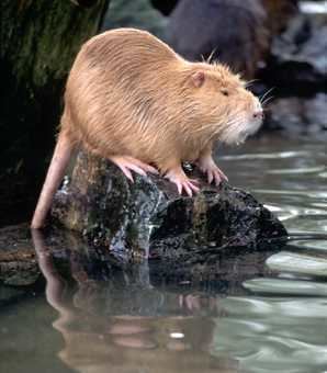 Coypu Coypu