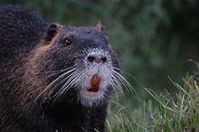 Coypu httpsuploadwikimediaorgwikipediacommonsthu