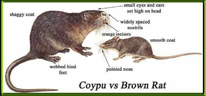 Coypu Coypu