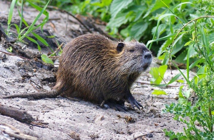 Coypu Musings of a Biologist and Dog Lover Invasive Species Coypu