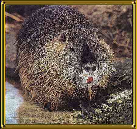 Coypu Coypu