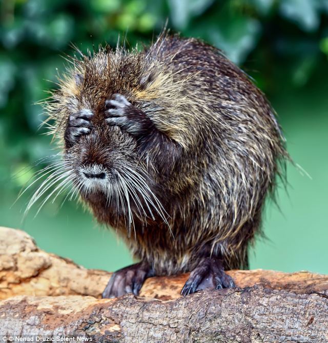 Coypu 1000 images about Coypu on Pinterest A rat Bolivia and Labor day