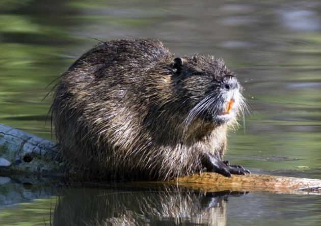 Coypu When the coypu was Public Enemy No 1 in Norfolk Features