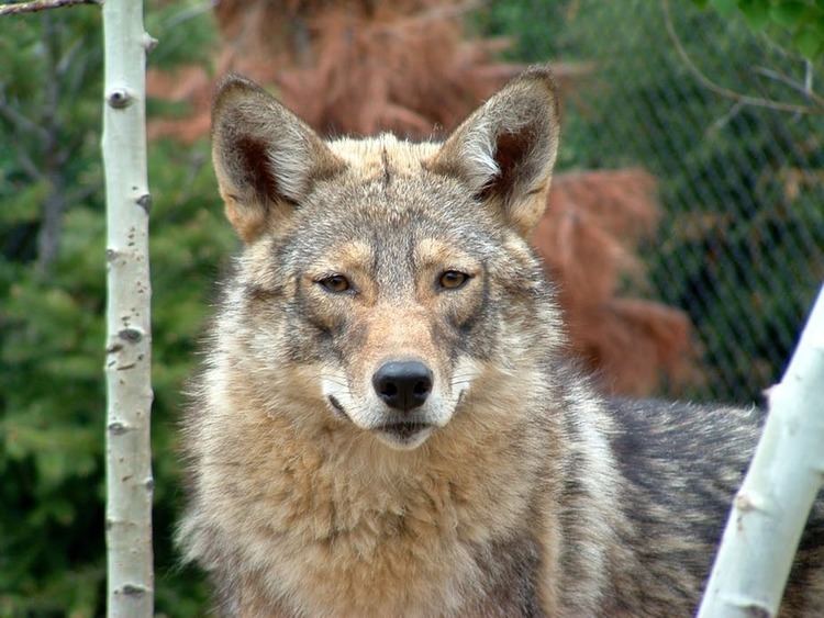 Coywolf Why the eastern coyote should be a separate species the 39coywolf39
