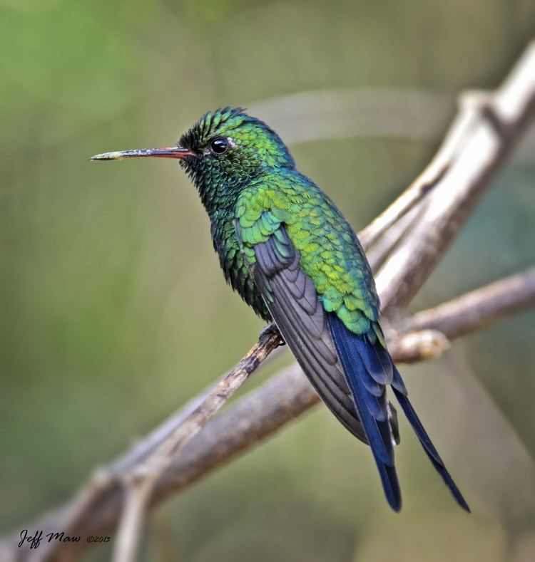 Cozumel emerald Cozumel Emerald Hummingbird Cozumel Emerald Cozumel MEX Flickr