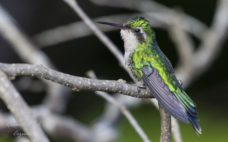 Cozumel emerald Female emerald hummingbird endemic to Cozumel Island in Me Flickr