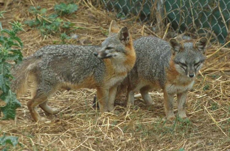 Cozumel fox Abe39s Animals Insular dwarfism of canines