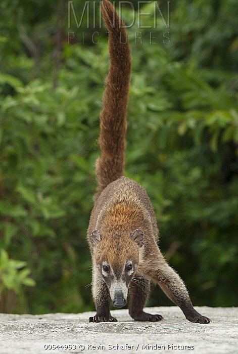 Cozumel Island coati Minden Pictures stock photos Cozumel Island Coati Nasua narica