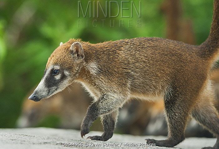 Cozumel Island coati Minden Pictures stock photos Cozumel Island Coati Nasua narica