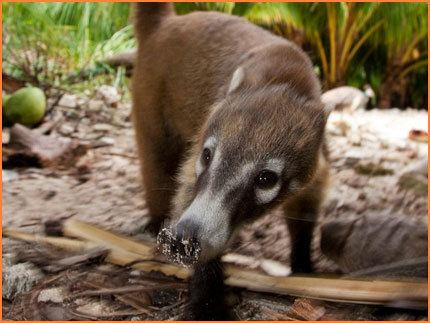 Cozumel Island coati Island Wildlife Cozumel Island Coatis This is Cozumel