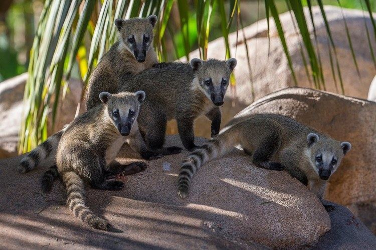 Cozumel Island coati Cute Coati Siblings Explore New Habitat YouTube