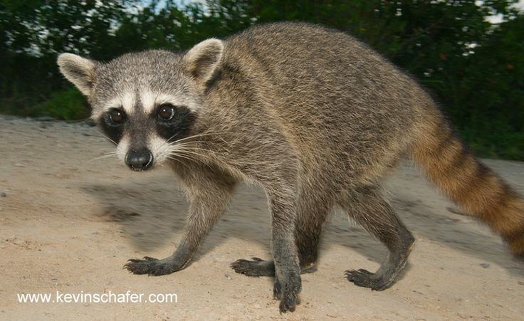 Cozumel raccoon Cozumel or Pygmy Raccoon Procyon pygmaeus Mammals Carnivora