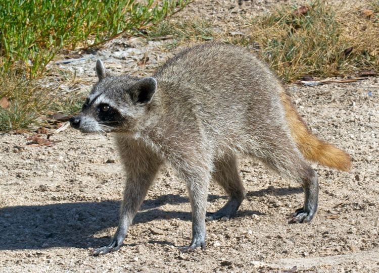 Cozumel raccoon The Cozumel raccoon also called the pygmy raccoon is a critically