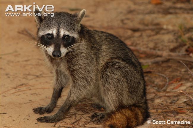 Cozumel raccoon Pygmy raccoon photo Procyon pygmaeus G107641 ARKive