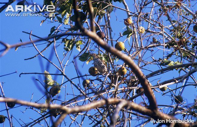 Cozumel thrasher Cozumel thrasher videos photos and facts Toxostoma guttatum ARKive