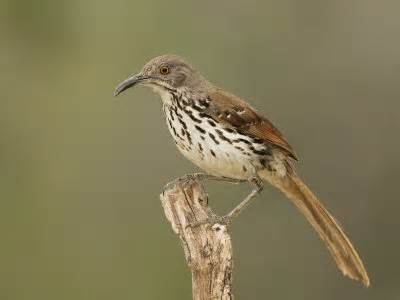 Cozumel thrasher More on Toxostoma longirostre Longbilled Thrasher