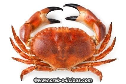 Crab Stone Crab