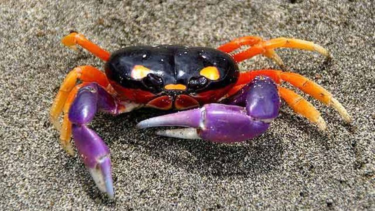 Crab The Verge Review of Animals the Halloween Crab The Verge