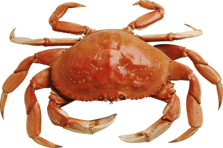 Crab Crab PNG Transparent Images PNG All