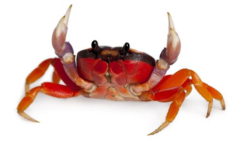 Crab Halloween Crab for Sale Reptiles for Sale