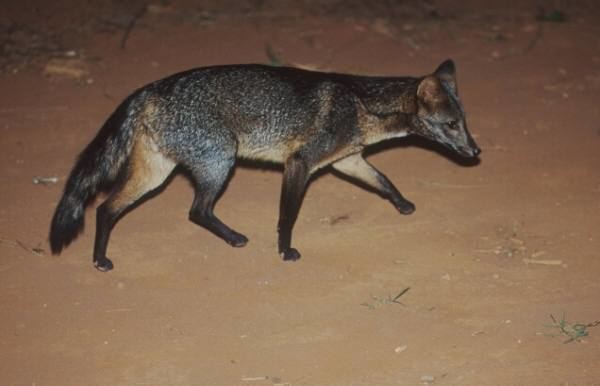 Crab-eating fox Crabeating fox Canids