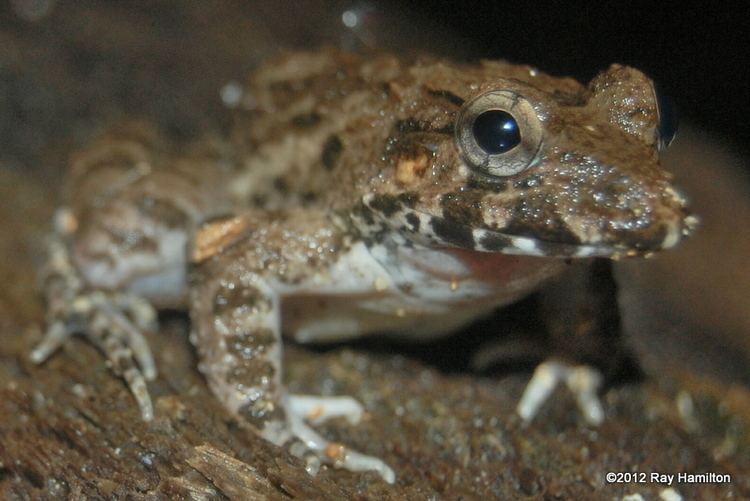 Crab-eating frog Crabeating Frog Reptiles and Amphibians of Bangkok