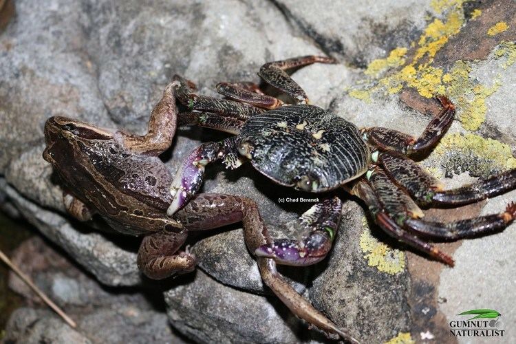 Crab-eating frog Hunters Become the Hunted The Only Place where Crabs Eat Frogs