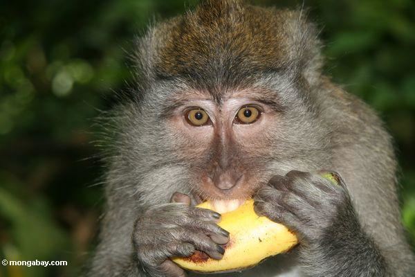 Crab-eating macaque bali7954JPG