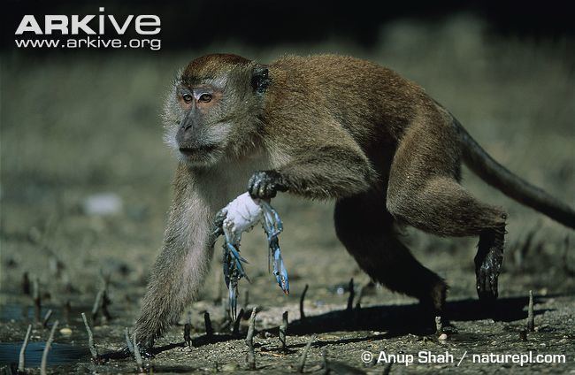 Crab-eating macaque Crabeating macaque photo Macaca fascicularis G59540 ARKive