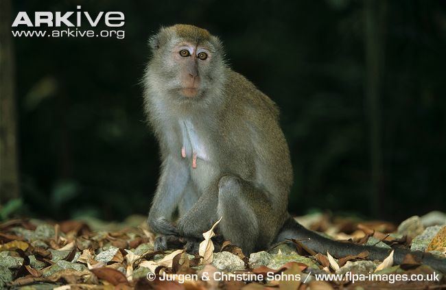 Crab-eating macaque Crabeating macaque photo Macaca fascicularis G57361 ARKive