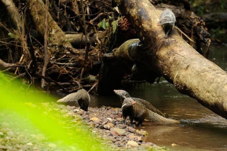 Crab-eating mongoose Crabeating mongoose Herpestes urva