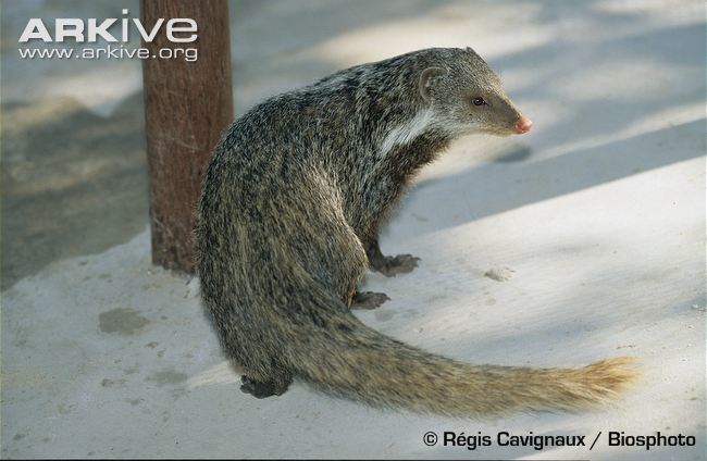 Crab-eating mongoose Crabeating mongoose videos photos and facts Herpestes urva ARKive