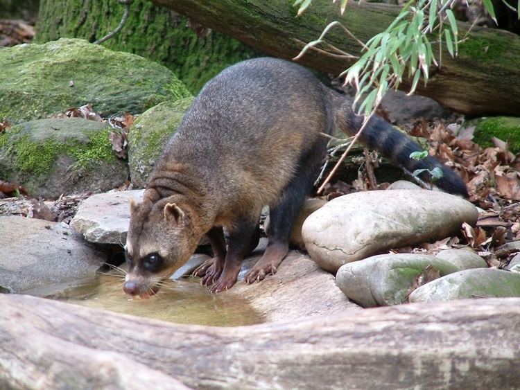 Crab eating raccoon - Alchetron, The Free Social Encyclopedia