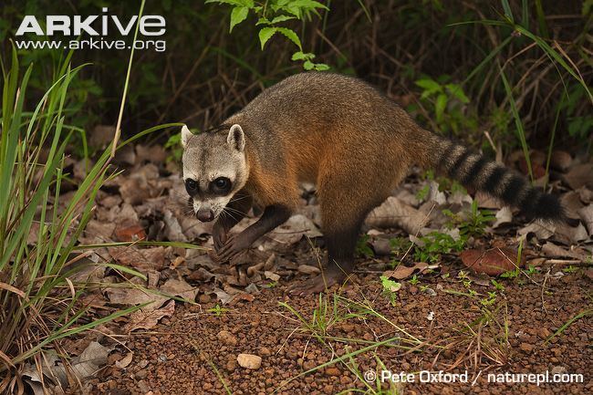 Crab-eating raccoon Crabeating raccoon photo Procyon cancrivorus G136019 ARKive
