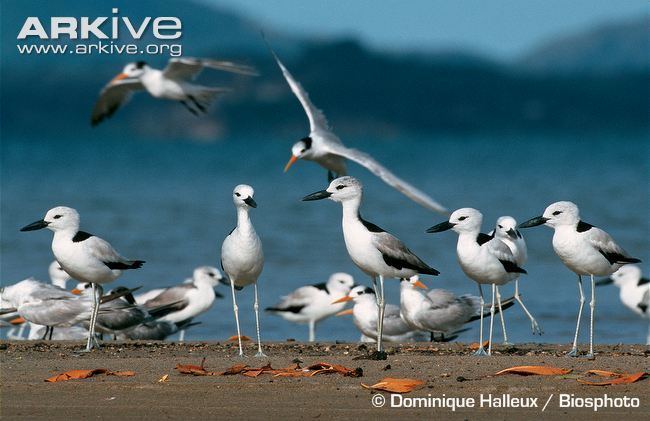 Crab-plover Crab plover videos photos and facts Dromas ardeola ARKive