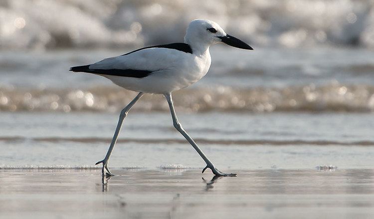 Crab-plover Crab Plover Bird Facts Information amp Pictures