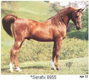 Crabbet Arabian Stud Crabbet Arabian Stud Wikipedia